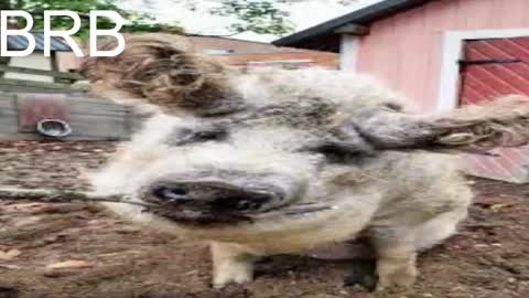 QUEEN OF EVIL online show from March 2025 05:35:01 AM