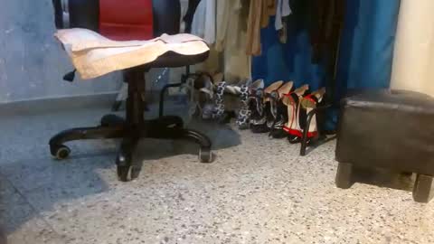 samanta online show from February 2026 11:15:01 AM