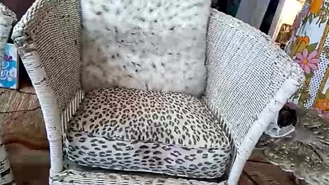 samboiamtho online show from April 2026 06:06:02 PM