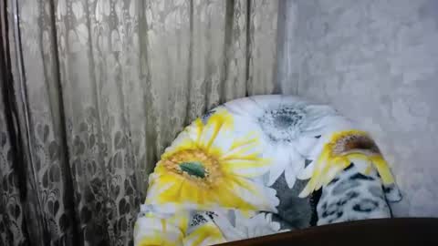 Snapshot of secretcandy222 chatting on March 2025 02:44:02 PM secretcandy222 online show from March 2025 02:44:02 PM