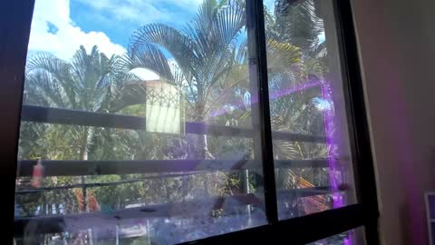 Shana online show from January 2025 05:32:01 PM