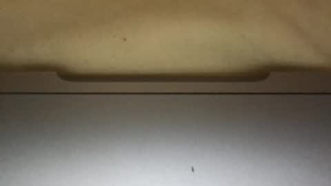 Snapshot of slimthick69couple chatting on October 2025 04:13:02 PM slimthick69couple online show from October 2025 04:13:02 PM