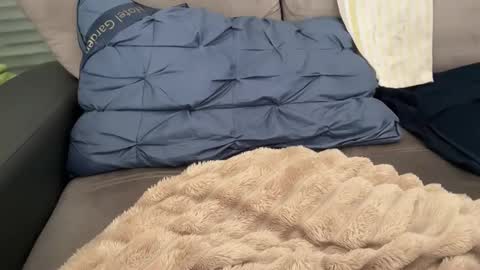 Tayla online show from February 2026 11:11:01 AM