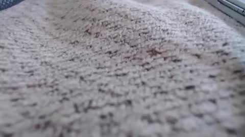 stevennsucculent online show from April 2026 06:10:01 PM