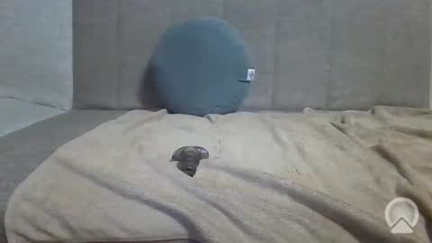 sub_12107 online show from June 2026 08:41:01 PM