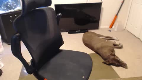 do i have lil tits or pecs online show from October 2025 02:06:02 PM