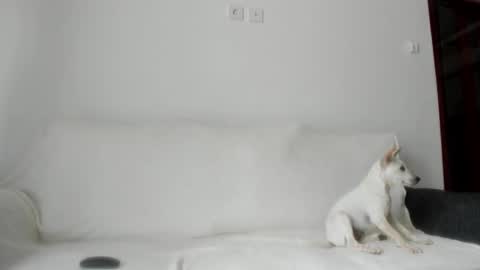 Angel PVT show open online show from October 2025 02:34:01 AM