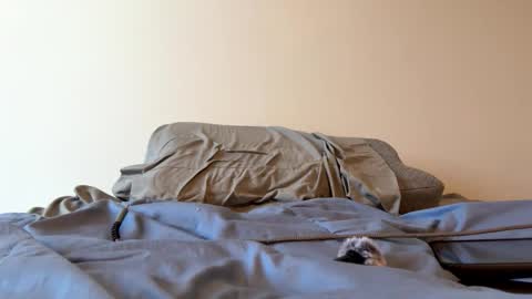 Snapshot of sweet6161 chatting on March 2026 03:17:01 PM Zeppelin man online show from March 2026 03:17:01 PM