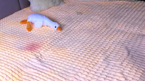 Alice online show from November 2025 03:47:02 PM