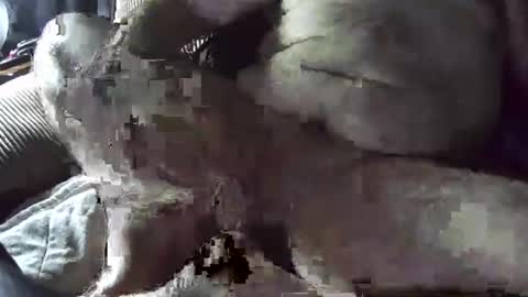 tacozod online show from January 2025 10:33:02 PM