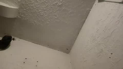 Talen James online show from March 2025 01:26:02 AM