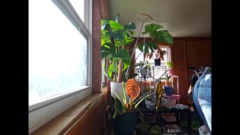 therizzler_1_of_1 online show from December 2024 03:49:02 PM