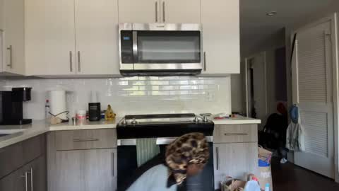 Snapshot of thevixensapphire chatting on April 2026 02:55:02 PM Sapphire the Vixen online show from April 2026 02:55:02 PM