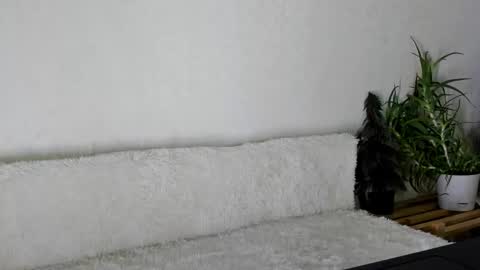 thief_of_hearts_ online show from November 2025 09:54:02 AM