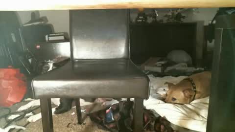 Thumper online show from October 2025 01:15:02 PM