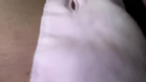 Snapshot of tommit84 chatting on October 2025 04:13:01 AM tommit84 online show from October 2025 04:13:01 AM