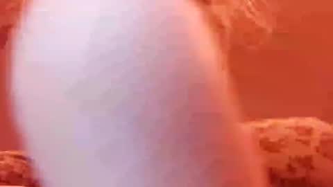 tretrix5588 online show from December 2024 05:00:02 AM