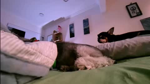 veronica online show from January 2026 10:46:01 PM