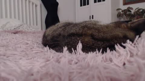 Snapshot of visceratio chatting on February 2025 09:15:02 PM Visceratio online show from February 2025 09:15:02 PM