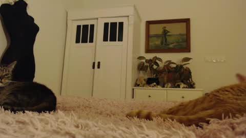 Snapshot of visceratio chatting on February 2025 06:24:01 PM Visceratio online show from February 2025 06:24:01 PM