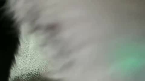 Snapshot of vulkan12p chatting on February 2025 07:56:02 PM Daniel online show from February 2025 07:56:02 PM