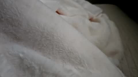 what_whaaat online show from September 2025 05:03:01 PM