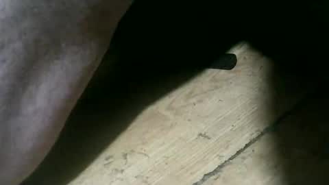 wolfbo6699 online show from November 2025 05:06:02 AM