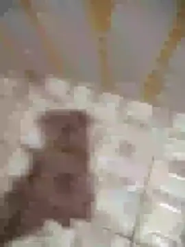 Snapshot of Sanjaymartin29 chatting on January 2025 01:37:02 AM Sanjaymartin29 online show from January 2025 01:37:02 AM