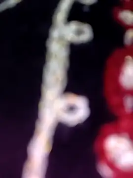 Snapshot of Anamika_24 chatting on November 2025 04:34:02 AM Anamika 24 online show from November 2025 04:34:02 AM