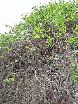 SexyErola27 online show from December 2025 03:30:01 PM