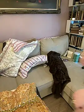 GingerSnap33 online show from January 2026 06:34:02 PM