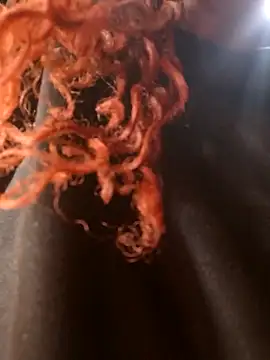 Swirly blac online show from March 2026 07:24:01 AM