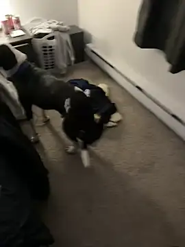 illbDanned online show from December 2024 02:04:01 AM