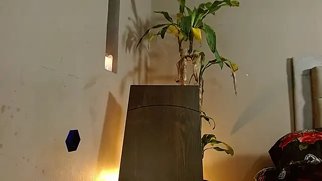 Mr WhiteCock online show from December 2024 06:22:02 PM