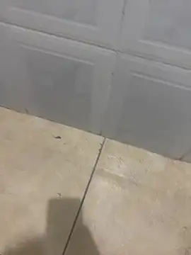 rafahpirusudo online show from March 2026 09:01:01 AM