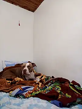 Snapshot of sebasxx97 chatting on November 2025 02:17:01 PM sebasxx97 online show from November 2025 02:17:01 PM