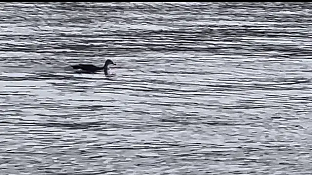 tokimori online show from February 2025 06:54:02 AM