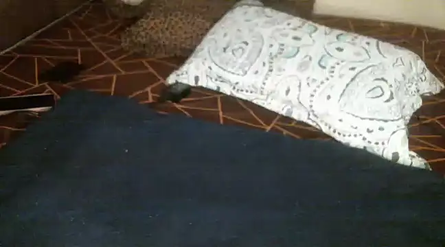 Snapshot of Sweetie_pussy chatting on March 2025 01:09:02 PM Sweetie pussy online show from March 2025 01:09:02 PM