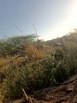 Snapshot of lovesuna chatting on March 2025 02:25:01 AM lovesuna online show from March 2025 02:25:01 AM