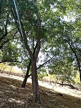 Liancy online show from October 2025 06:50:01 PM