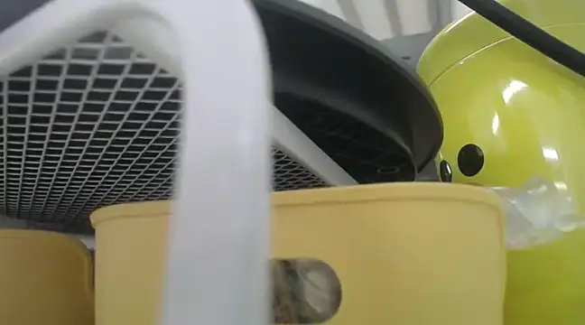 Lovensetest online show from December 2024 10:24:01 AM