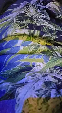 Snapshot of McdyllanXX chatting on February 2025 12:24:01 AM McdyllanXX online show from February 2025 12:24:01 AM