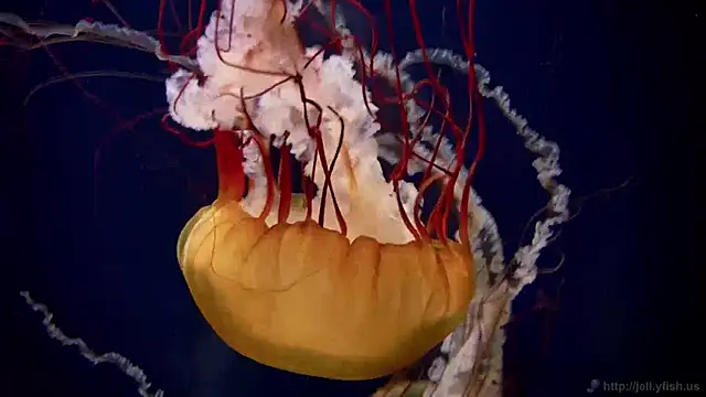 streamy test11 online show from December 2024 08:22:02 AM