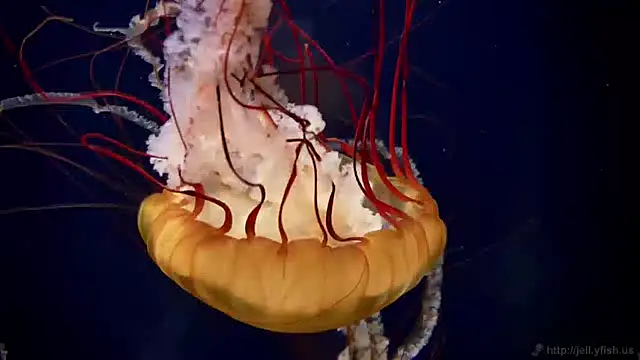 streamy test11 online show from January 2025 02:15:01 PM