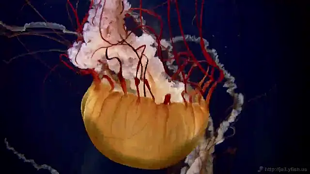 streamy test11 online show from February 2025 08:48:02 AM