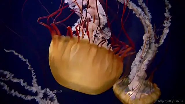 streamy test11 online show from October 2025 07:11:01 AM