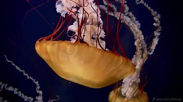 streamy test11 online show from December 2025 08:56:02 AM