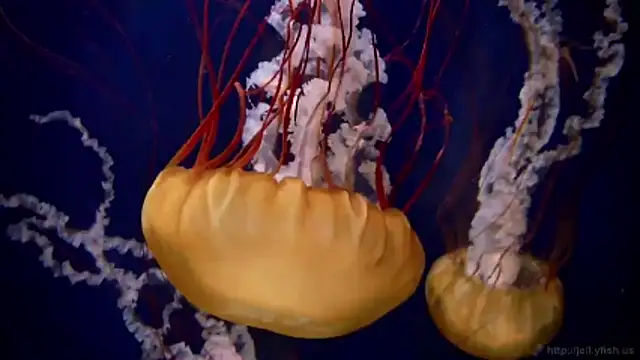 Snapshot of streamy_test11 chatting on March 2026 03:27:02 PM streamy test11 online show from March 2026 03:27:02 PM