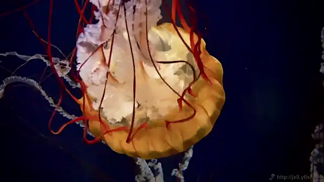 Snapshot of streamy_test11 chatting on March 2026 11:49:01 AM streamy test11 online show from March 2026 11:49:01 AM