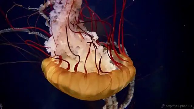 Snapshot of streamy_test11 chatting on March 2026 12:55:01 PM streamy test11 online show from March 2026 12:55:01 PM